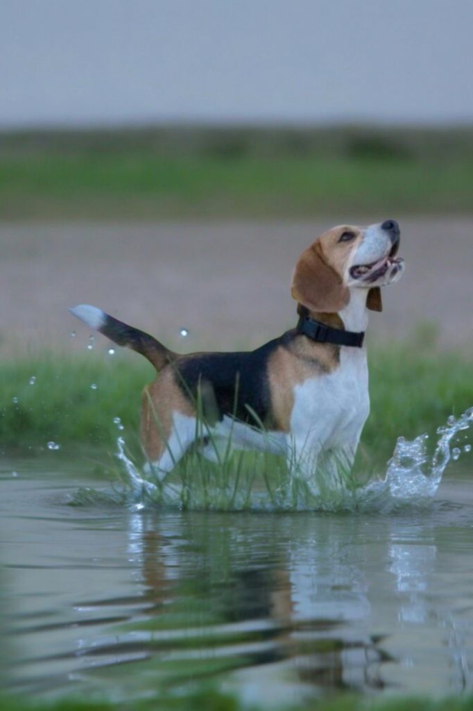 Les Beagle de l'affixe De La Tribu Des Vagabonds