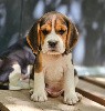  - Chiots Beagle LOF disponibles à la réservation 