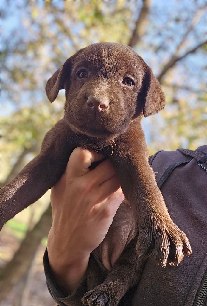 De La Tribu Des Vagabonds - Chiot disponible  - Labrador Retriever