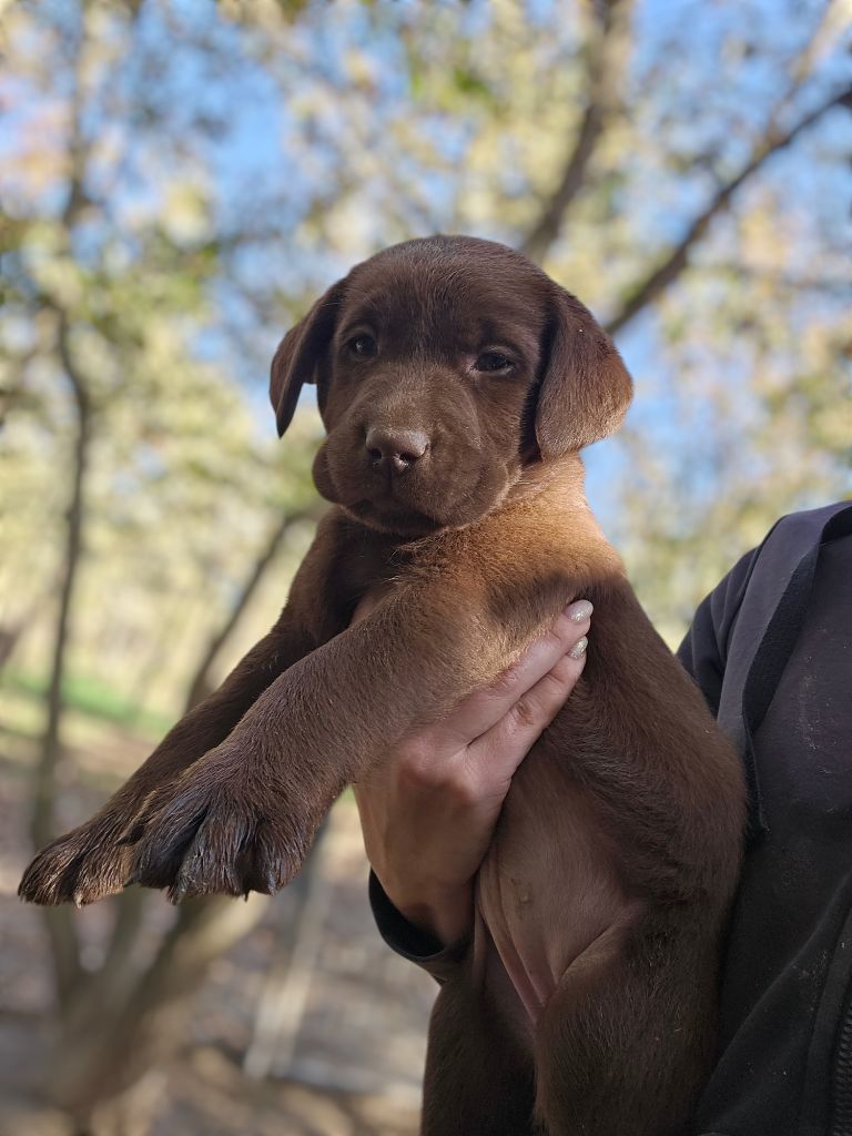 De La Tribu Des Vagabonds - Chiot disponible  - Labrador Retriever