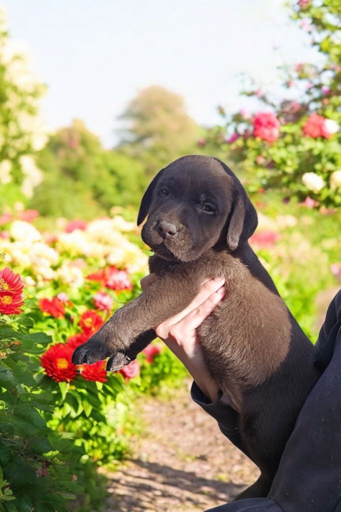 De La Tribu Des Vagabonds - Chiot disponible  - Labrador Retriever