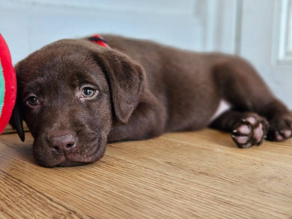 chiot Labrador Retriever De La Tribu Des Vagabonds