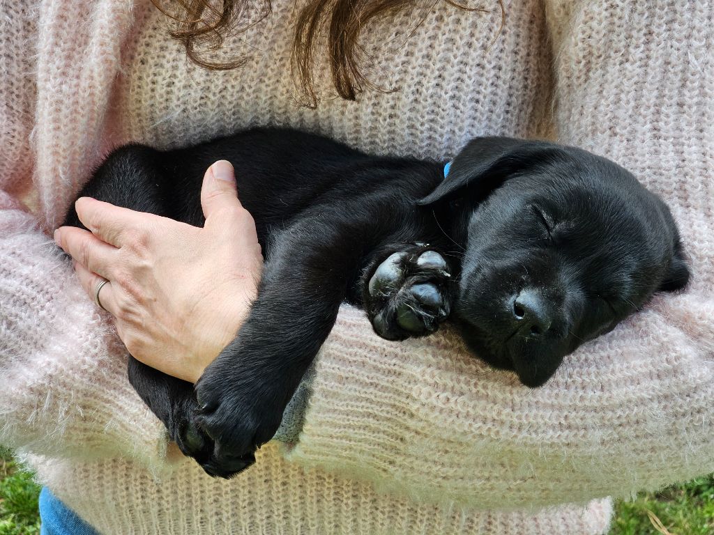 chiot Labrador Retriever De La Tribu Des Vagabonds