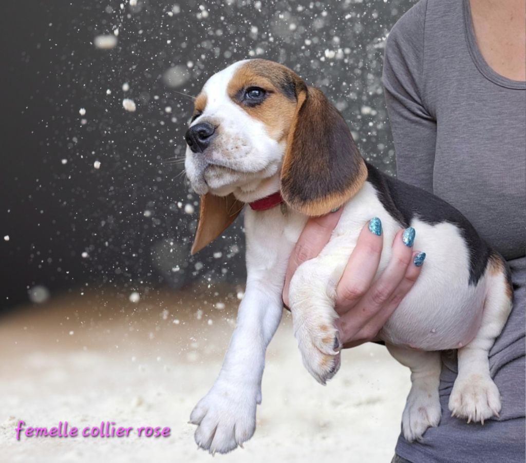 De La Tribu Des Vagabonds - Chiot disponible  - Beagle