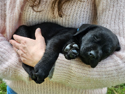 De La Tribu Des Vagabonds - Labrador Retriever - Portée née le 17/03/2024