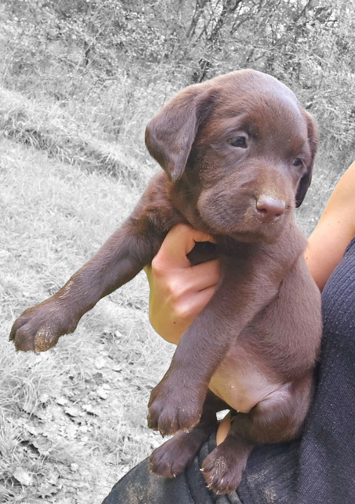 De La Tribu Des Vagabonds - Chiot disponible  - Labrador Retriever