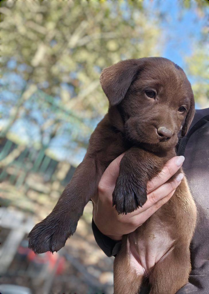 De La Tribu Des Vagabonds - Chiot disponible  - Labrador Retriever