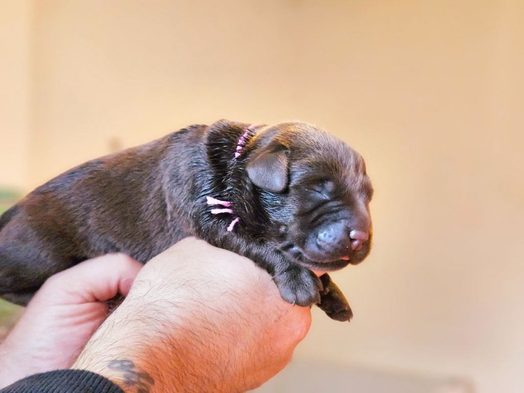 De La Tribu Des Vagabonds - Chiot disponible  - Labrador Retriever