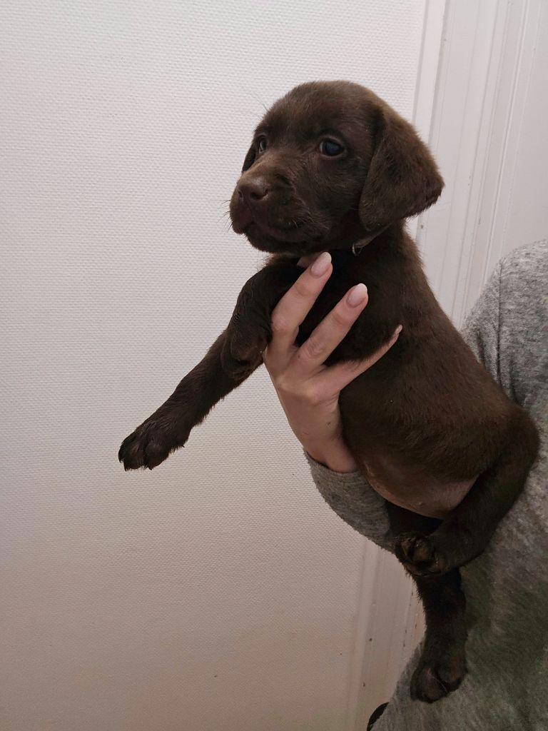 De La Tribu Des Vagabonds - Chiot disponible  - Labrador Retriever