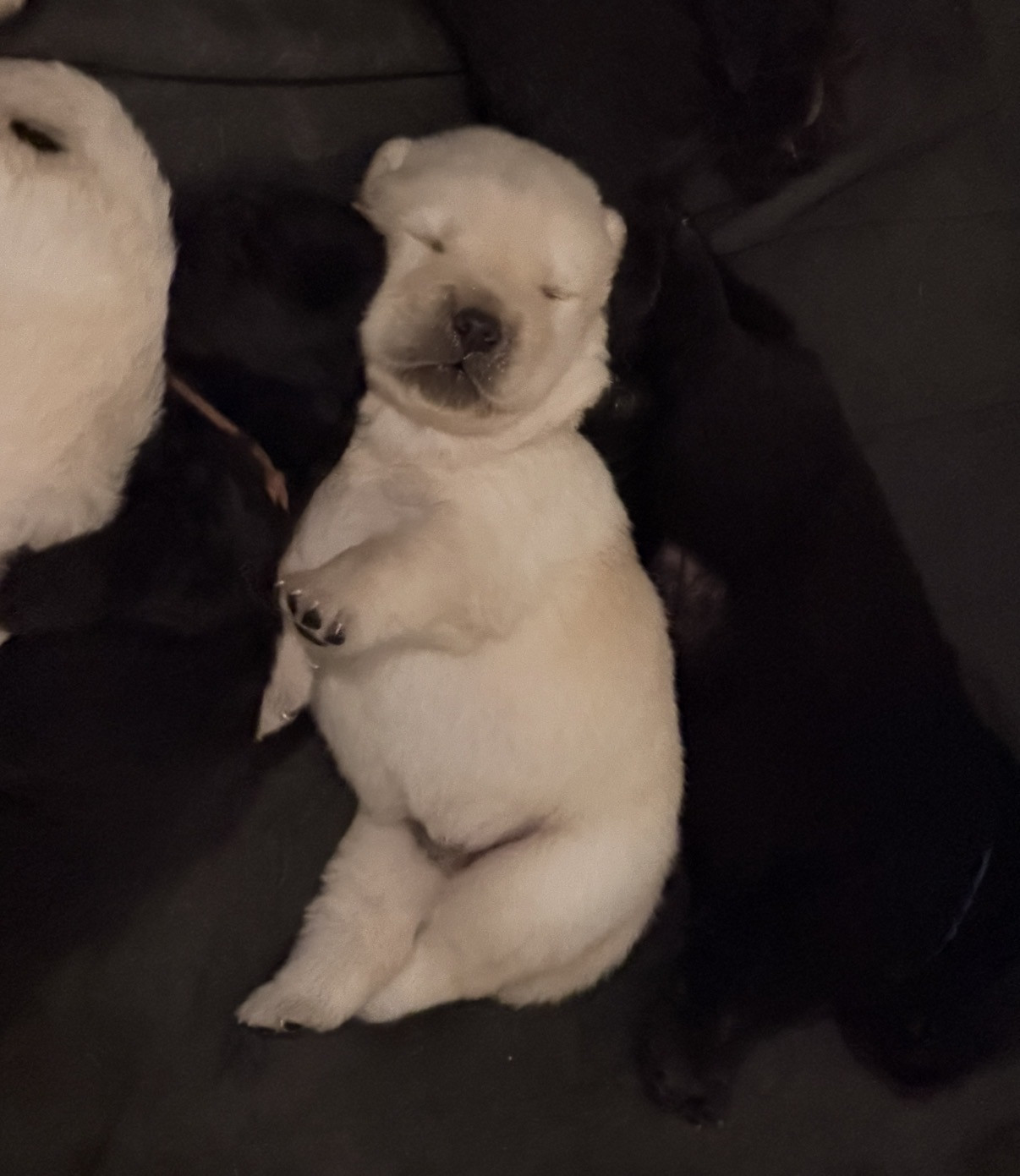 Chiots Chow Chow