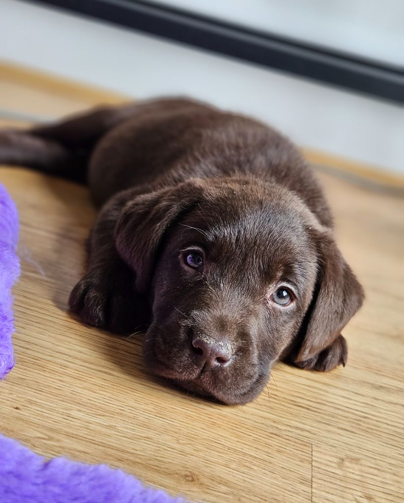 Chiots Labradors Disponibles à la réservation 