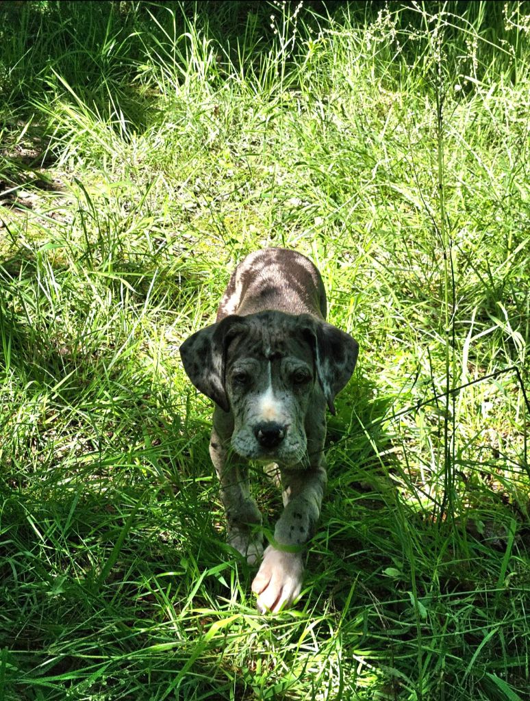 De La Tribu Des Vagabonds - Chiots disponibles - Dogue allemand