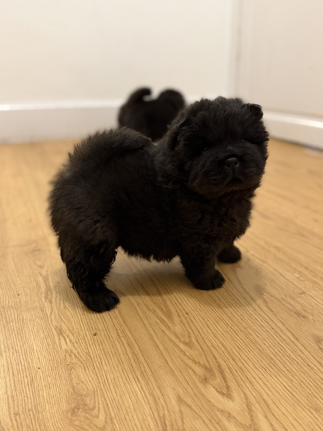 De La Tribu Des Vagabonds - Chiots disponibles - Chow Chow