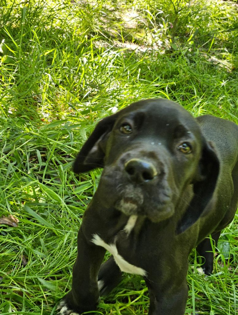 De La Tribu Des Vagabonds - Chiots disponibles - Dogue allemand