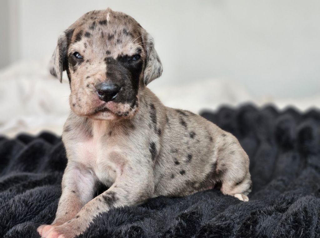 De La Tribu Des Vagabonds - Chiots disponibles - Dogue allemand